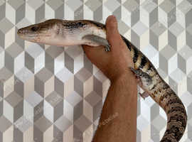 Friendly 18months Old Northern Australian Blue Tongued Skink For Sale