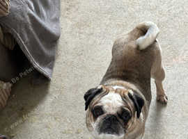 2 year old hot sale pug for sale