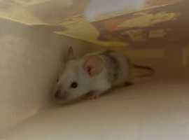 Male baby fancy mouse looking for his forever home