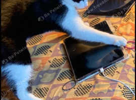 Our Cat ""Lui"" missing from 15 May,2025 at 7am!