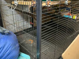 large cage for sale must go
