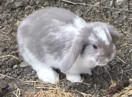 Mini lop babies