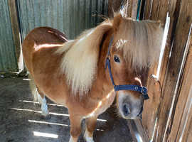 Gorgeous Chestnut Shetland Gelding For Sale