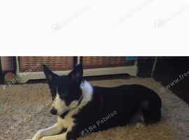 Three and a half year old collie cross