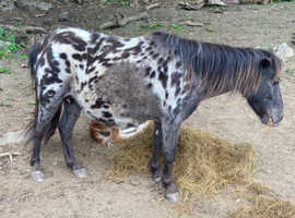Spotted mare with filly foal registered spot mare