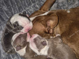 KC registered boston terrier puppies