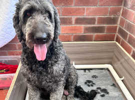 14 x Double Doodle pups for sale! (Flat Coated Golden Doodle X Irish Doodle)