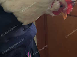 He is an acrcana mixed with a light Sussex and some mud on his red bits