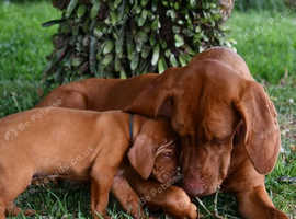 Lovely litter Hungarian Vizsla Puppies (papered).
