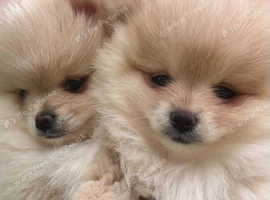 Fall in Love with Our Cream Pomeranian - Tiny Elegance in Miniature!