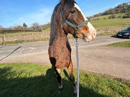 Welsh d filly