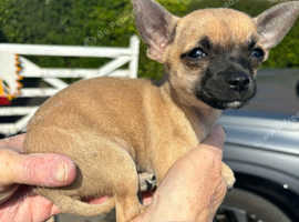 Teacup Chihuahua