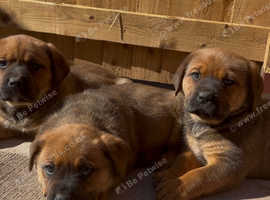 Boerboel x Rottweiler