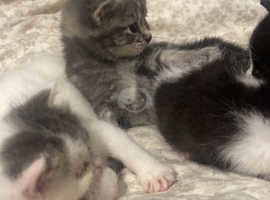 4 sibling kittens all mixed bread father is British short hair