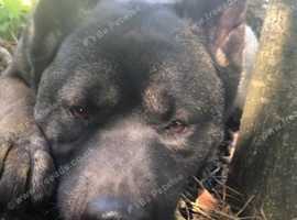 Female American Akita needs a new home
