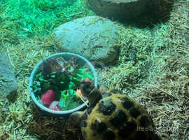 Male horse field tortoise and set up