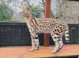 TICA registered Active African Serval Male