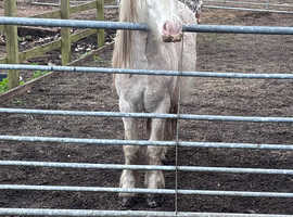 Stunning red sanbino gelding