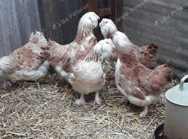 Salmon faverolle pullets 19weeks