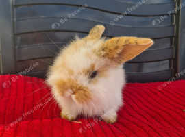 Beautiful lionhead x mini lops