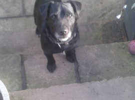 MALE PATTERDALE/PATTERJACK AGE 7 TO 8 YEARS OLD