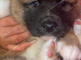 Akita Puppy in Birmingham on Freeads Classifieds - Akitas classifieds