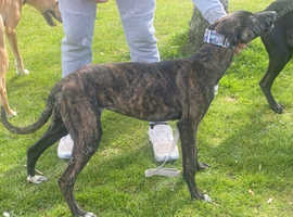 Bull deerhound