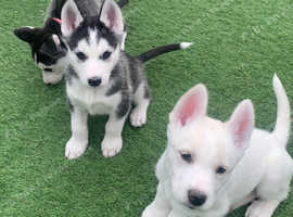 Husky / northern Inuit puppies for sale