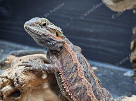Stunning genetic stripe bearded dragon (Reptile Rescue)