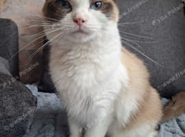 Ragdoll