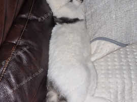 Beautiful cat