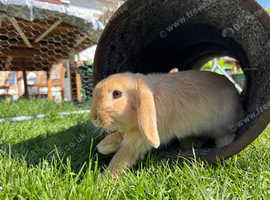 Beautiful Holland cross mini lop female