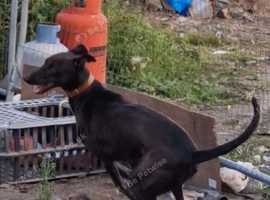 10 pups be looking for there forever homes in a few weeks