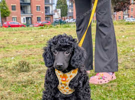 Fully vaccinated mini poodles ready for new homes!