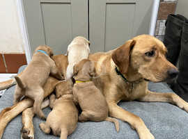 Baby labs for 2024 sale near me