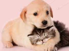 Dog, Cat and Small Animal Microchipping