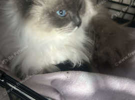 Maine coon x ragdoll 1 girl available