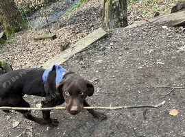 Chocolate lab for sale