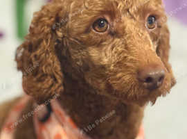 Adult fox red girl 3 years spayed
