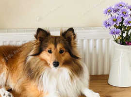 Health tested sable boy available for stud