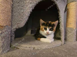Butifull mix colored kitten for sale