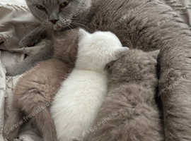 British short hair kittens