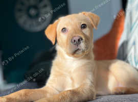 Rehoming labradors south hot sale west