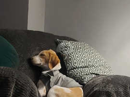 Rehoming 14 month old beagle x foxhound