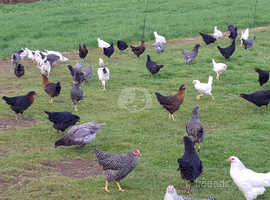 Chickens/ hens for sale