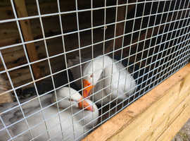 Two male white geese for rehoming