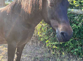 Pretty Exmoor Pony looking for new home