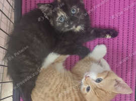 Kittens