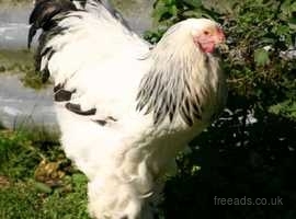 I will buy a BRAHMA rooster
