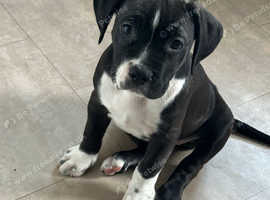 American bully X cane corso/boxer puppies for sale